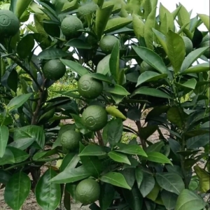 Malta Sweet Orange