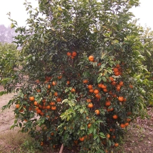Mandrin Orange Daisy