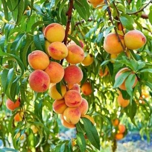 Peach Prabhat