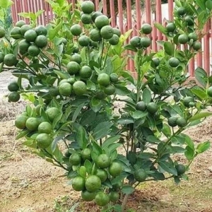 Seedless lemon