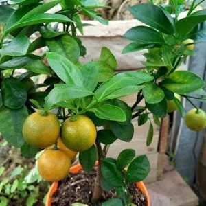 Sweet lime