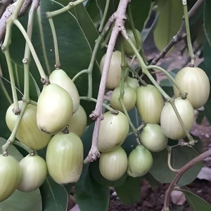 White jamun