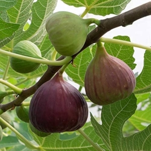 Anjeer Andhra