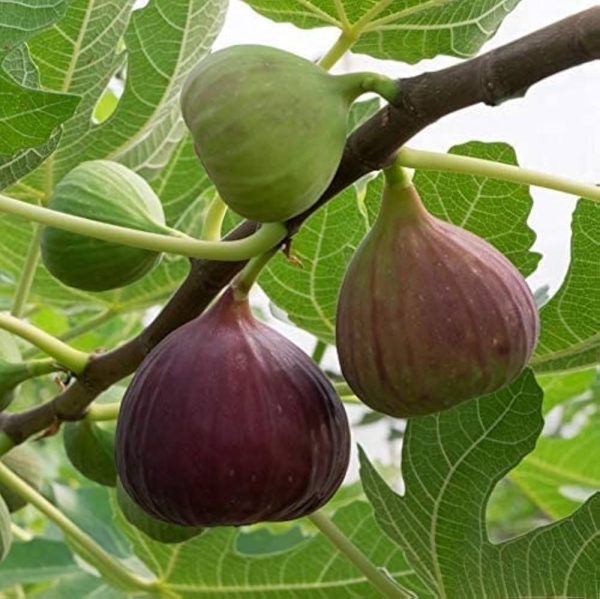 Anjeer Andhra