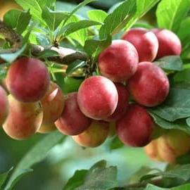 Plum Alucha