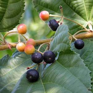 PHALSA