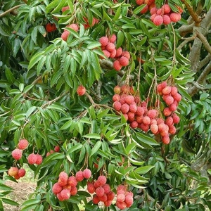 Litchi