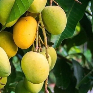 Dasheri mango