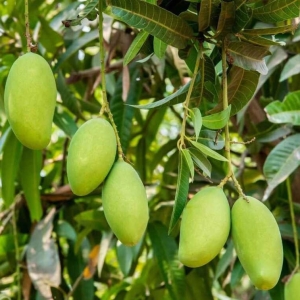 Mango Langra