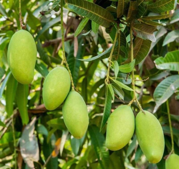 Mango Langra