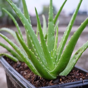 ALOE VERA