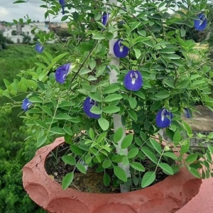 BLUE PEA