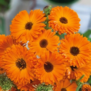 Calendula