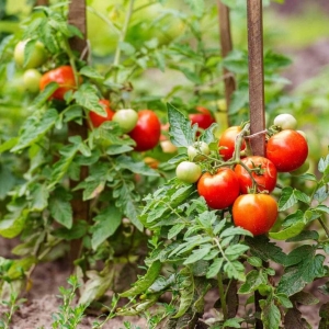 Cherry tomato red