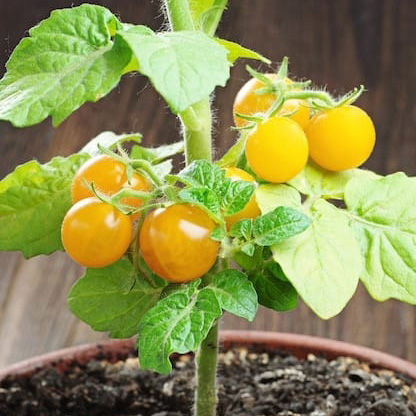 Cherry tomato yellow
