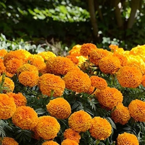 Marigold Gold