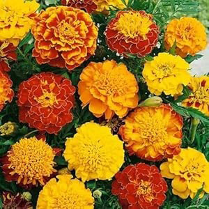 Marigold - Jafri mix blight colour