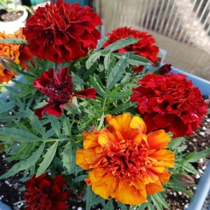Marigold  Fireball