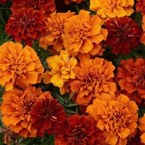 Marigold french fireball
