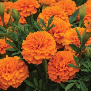 Marigold Orange