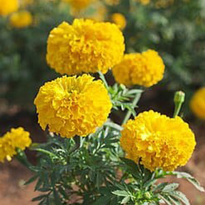 Marigold yellow
