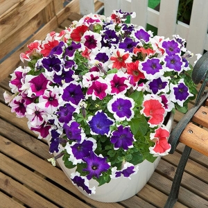 Petunia Frost Mix