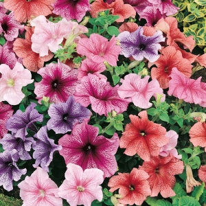 Petunia Veined Mix
