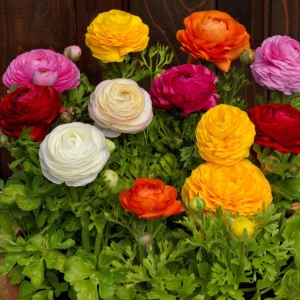 Ranunculus