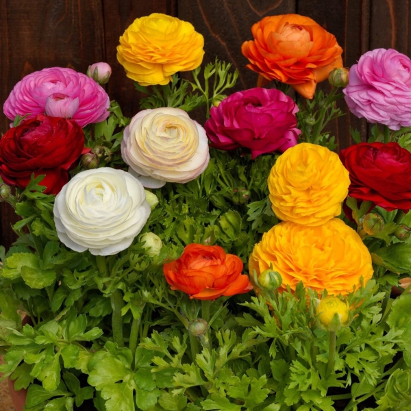 Ranunculus