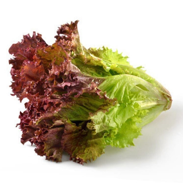 Red lettuce