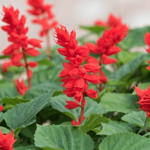 Salvia Red
