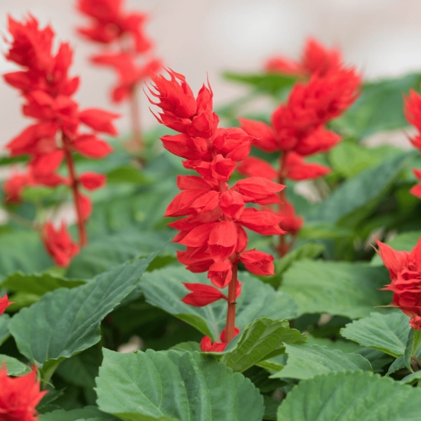Salvia Red