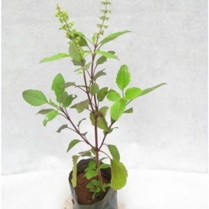 TULSI EVERGREEN