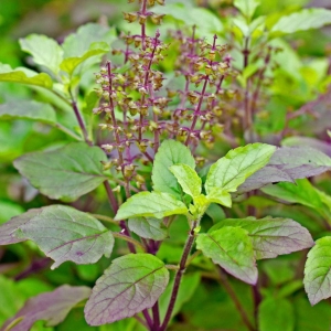 PAAN TULSI