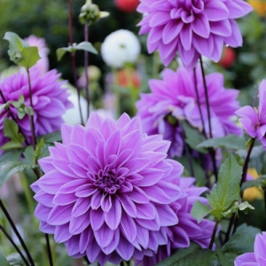DAHLIA LIGHT PURPLE