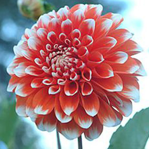 DAHLIA ORANGE RED AND WHITE