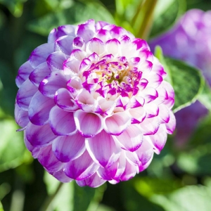 DAHLIA PURPLE-ROSY WITH WHITE