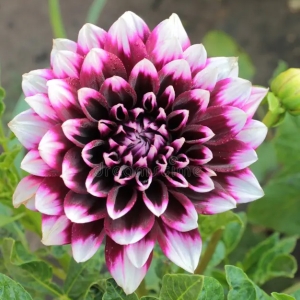 DAHLIA PURPLE WITH WHITE