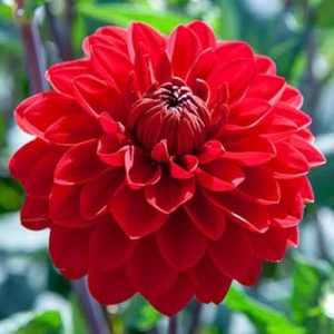 DAHLIA RED