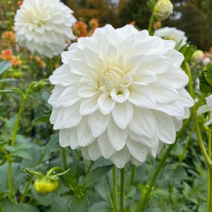 DAHLIA WHITE