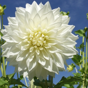 DAHLIA WHITE EXTRA LARGE