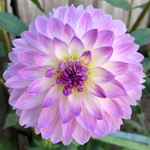 DAHLIA WHITE WITH PURPLE