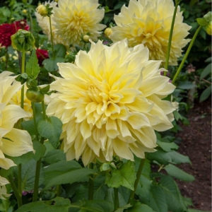 DAHLIA YELLOW EXTRA LARGE