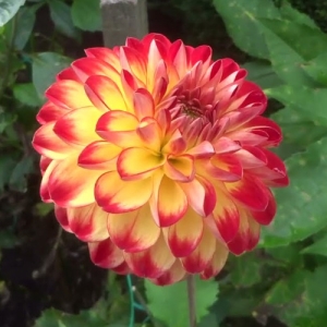 DAHLIA YELLOW RED