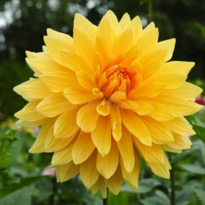DAHLIA YELLOW