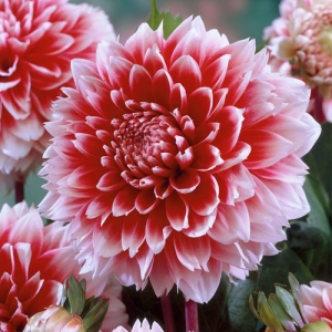 Dahlia Red and White