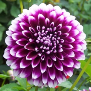 Dahlia purple and white