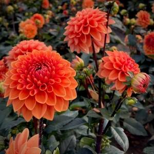 DAHLIA ORANGE