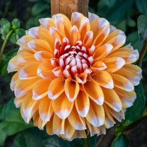 DAHLIA ORANGE WITH WHITE TOP