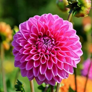 DAHLIA PINK